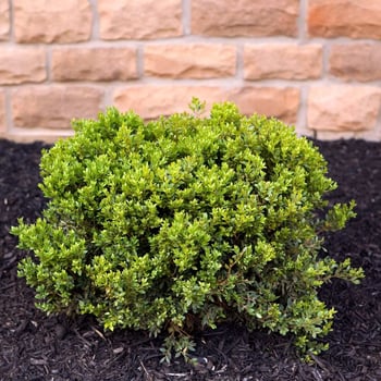 Meet the Shrub