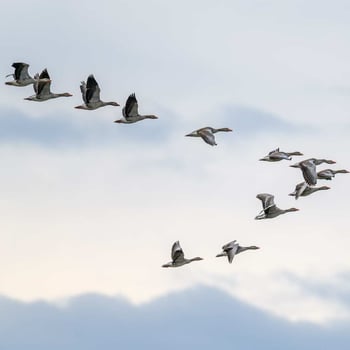 Bird Migration