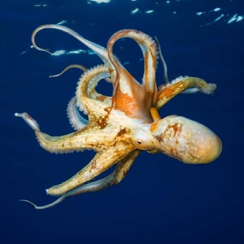 Meet the Octopus