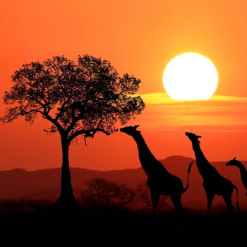 Let's Go to South Africa!
