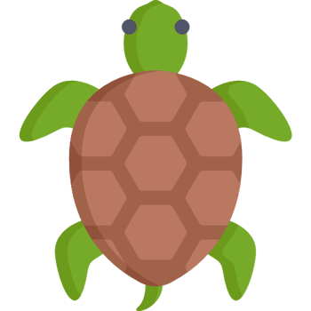 Encuentran tortugas en una maleta (Nivel B)