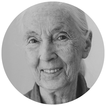 Jane Goodall